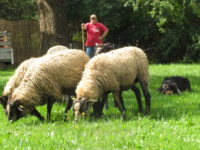 Práce pasteveckých psů