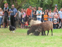 Práce pasteveckých psů