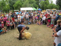 Stříhání ovčí vlny