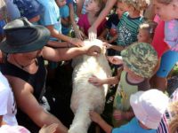 Ovečka po ostříhání